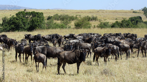 The great wildebeest migration in Kenya