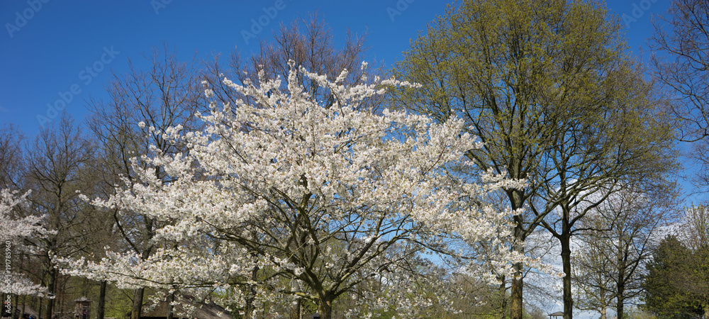 White cherry blossom tree against a blue sky in Lisse, Netherlands, Europe White cherry blossom tree against a blue sky in Lisse, Netherlands, Europe