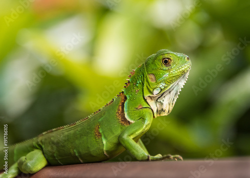 Small Green Iguana Closeup