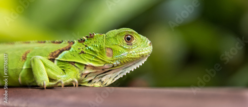 Vászonkép Small Green Iguana Closeup