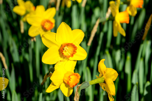 yellow daffodil flowers in a garden in Lisse, Netherlands, Europe
