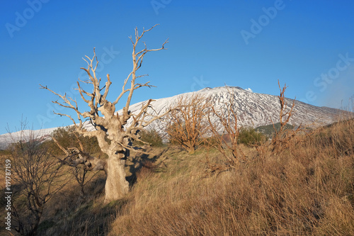 Dead Oak Tree Against Mount Etna, Sicily photo