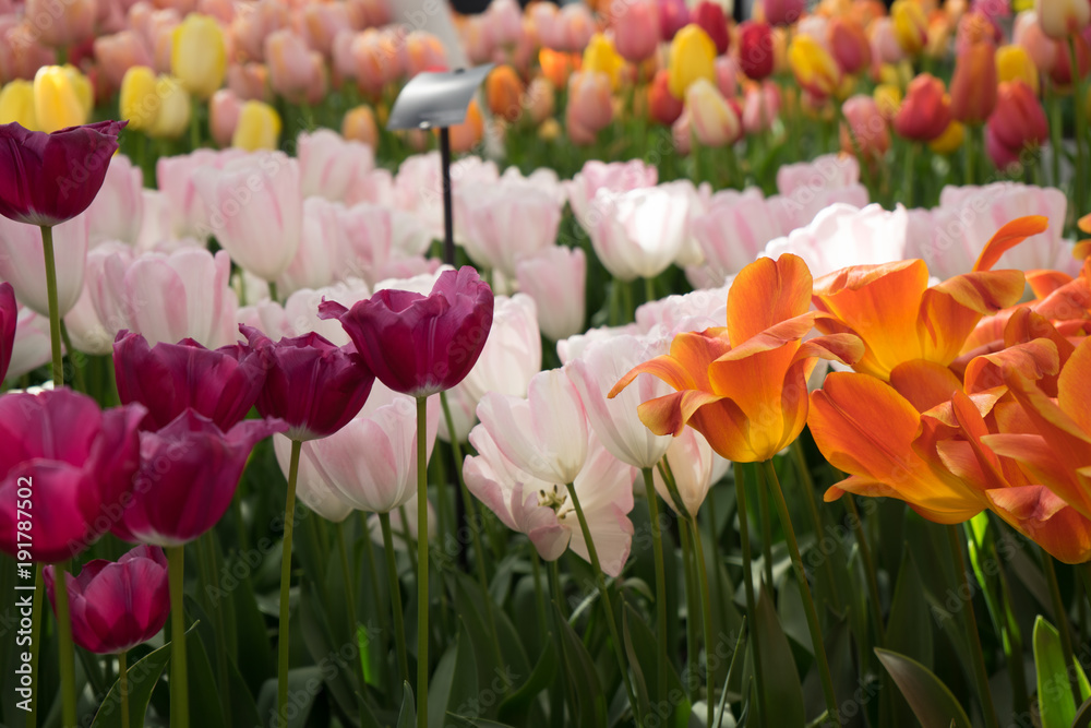 Obraz premium Bright colored tulip flowers in a garden in Lisse, Netherlands, Europe