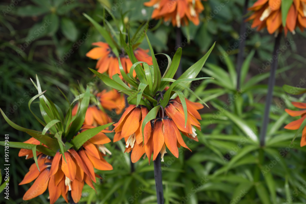 Wild flower plant in a garden in Lisse,Keukenhoff, Netherlands, Europe Wild flower plant in a garden in Lisse,Keukenhoff, Netherlands, Europe