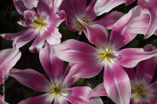 Pink tulip flowers in a garden in Lisse, Netherlands, Europe © SkandaRamana