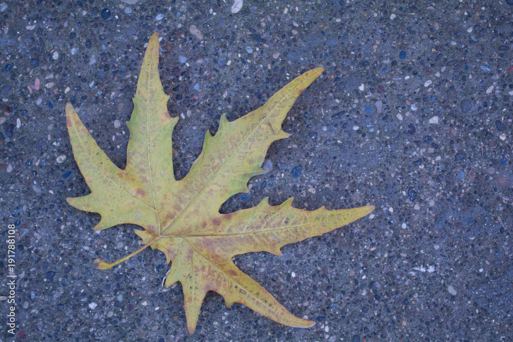 red autumn dry fall nature color leaf on concrete asphalt background red autumn dry fall nature color leaf on concrete asphalt background