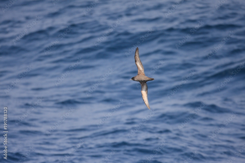 Short-tailed Shearwater (Puffinus tenuirostris) in Japan
Short-tailed Shearwater (Puffinus tenuirostris) in Japan