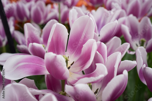 pink tulip flowers in a garden in Lisse, Netherlands, Europe