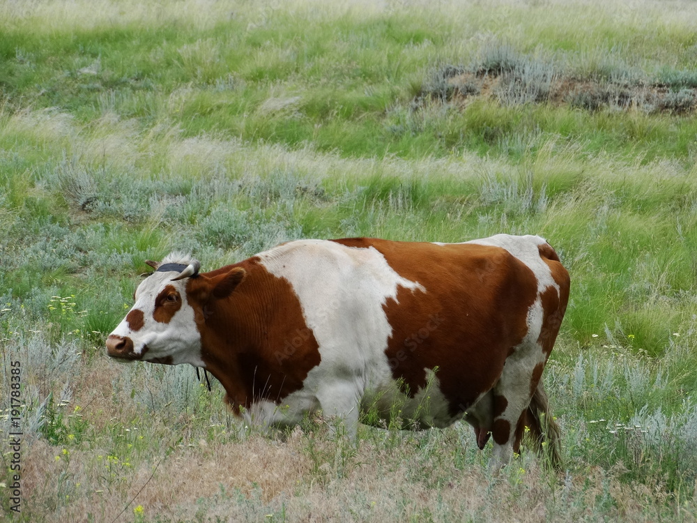 Cow in pasture Cow in pasture