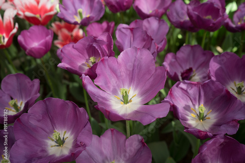 Violet color tulip flowers in a garden in Lisse  Netherlands  Europe