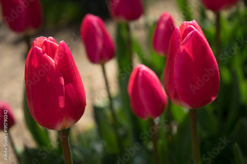 red tulips with white lining in Lisse, Keukenhoff,  Netherlands, Europe