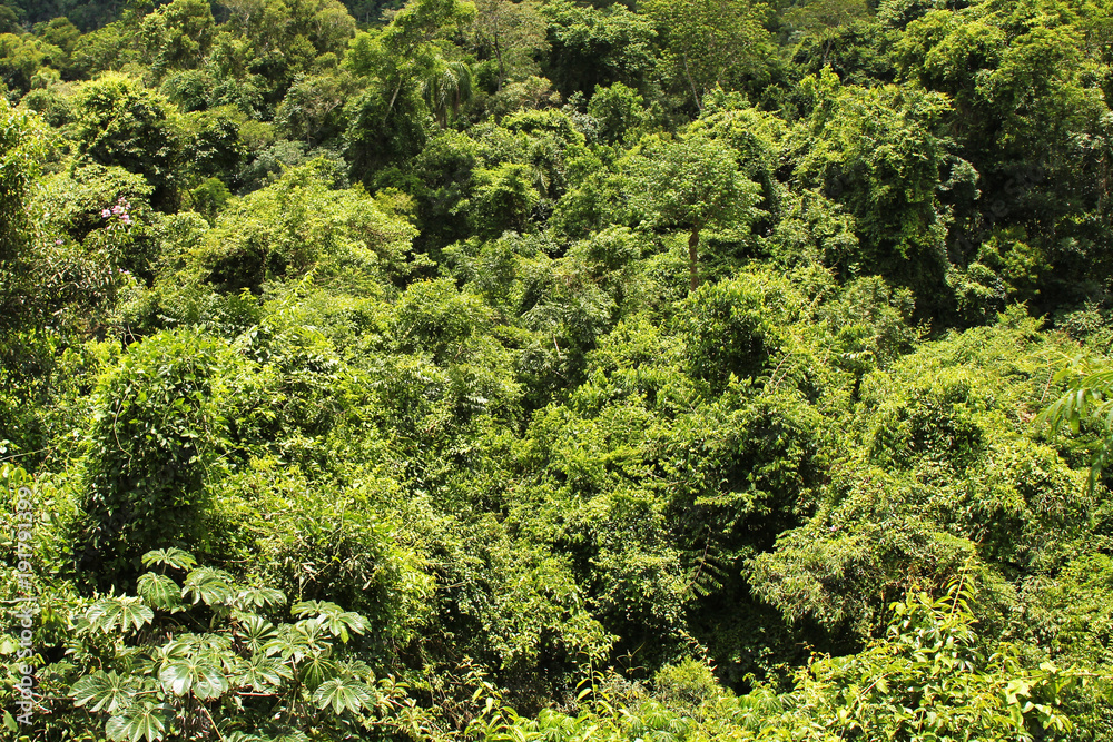 rain forest in Argentina