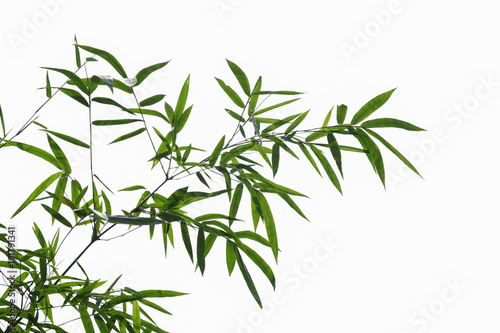 Bamboo leaves isolate on white background with clipping path