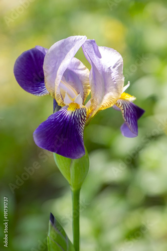 Fototapeta Naklejka Na Ścianę i Meble -  Deutsche Schwertlilie (Iris ×germanica)