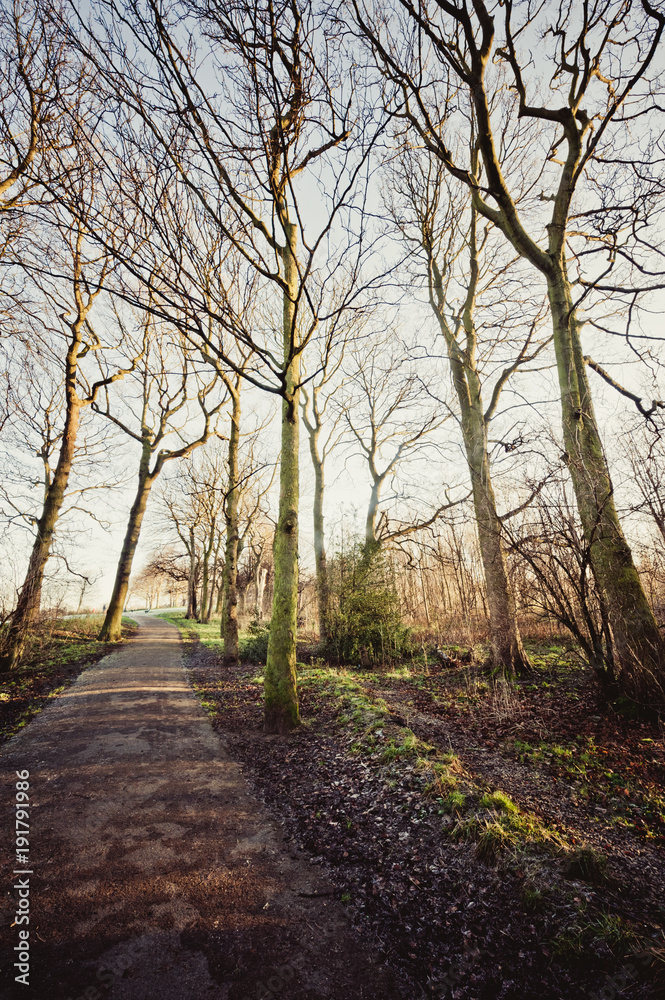 leafless trees on a path with sunshine in winter leafless trees on a path with sunshine in winter