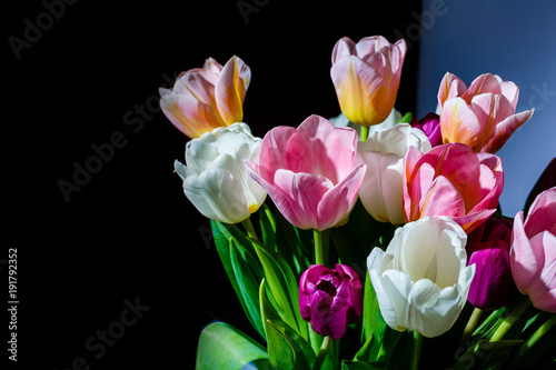 spring flowers banner, bunch of tulip flowers
