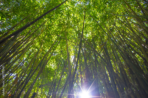 Bamboo Louisiana 