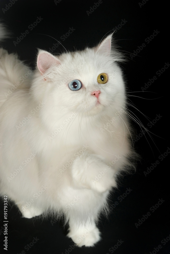 Britisch Langhaar Katze mit verschiedenen Augen hebt die Pfote