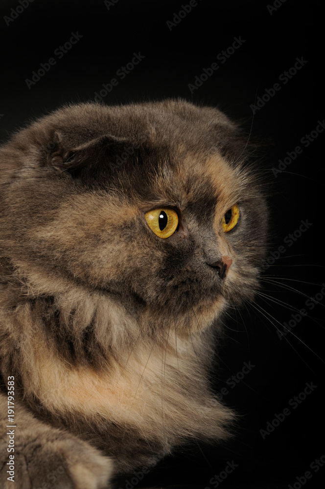 Schottische Faltohrkatze auf schwarzem Grund Schottische Faltohrkatze auf schwarzem Grund