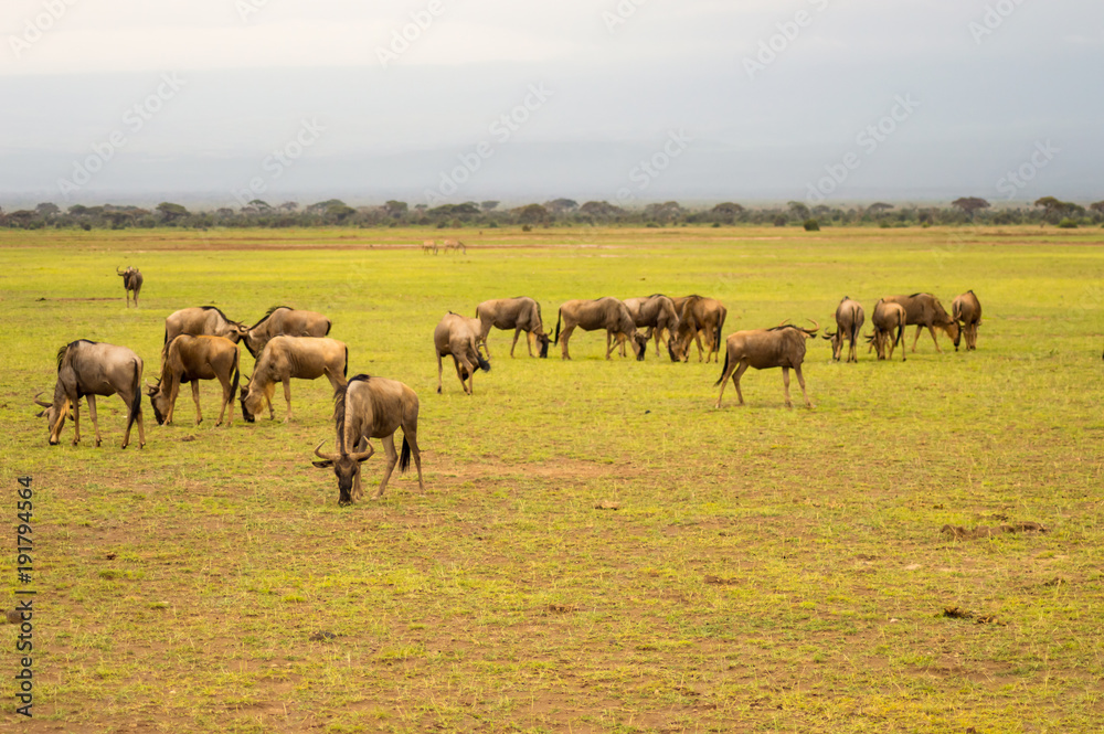 Wildebeest herds grazing in the savannah of Amboseli au Kenya Wildebeest herds grazing in the savannah of Amboseli au Kenya