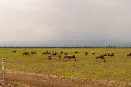 Wildebeest herds grazing in the savannah of Amboseliau Kenya