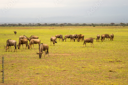Wildebeest herds grazing in the savannah of Amboseli au Kenya © Demande Philippe
