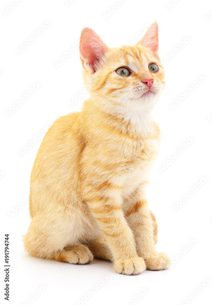 Kitten on white background. Kitten on white background.