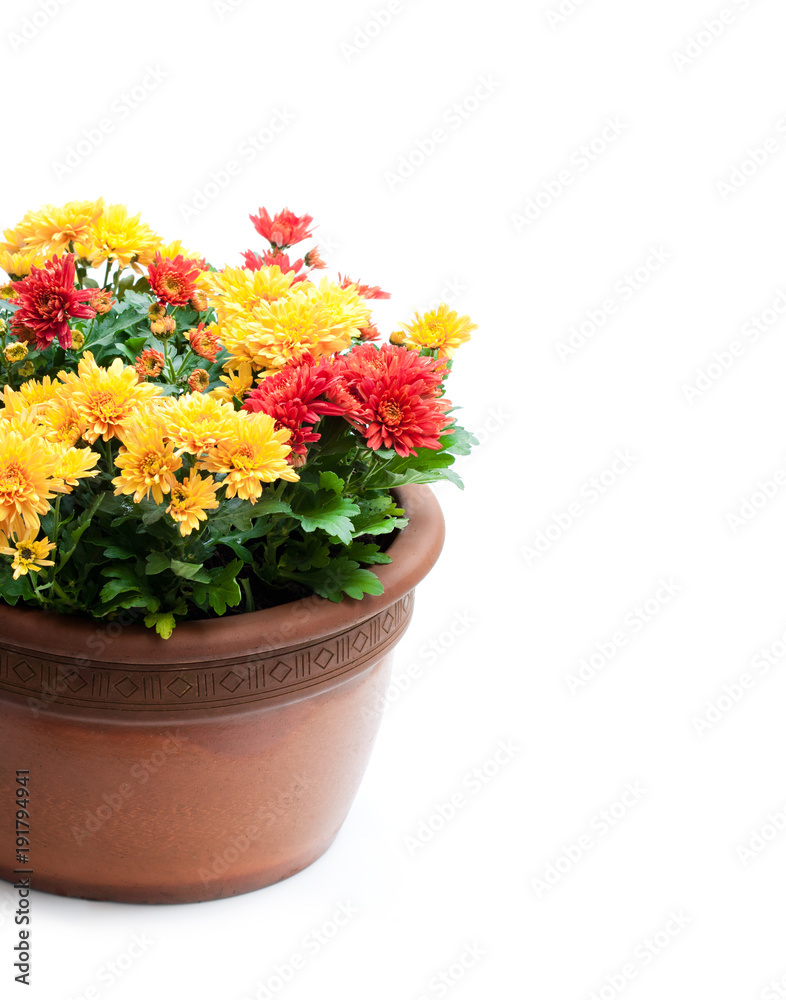 Fototapeta premium Colorful chrysanthemum flowers ready for planting and flowerpot isolated