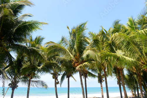 Coconuts in the trees