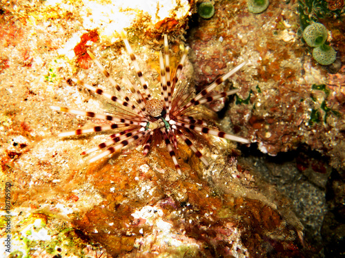 Bleistift-Diademseeigel  Echinothrix calamaris
