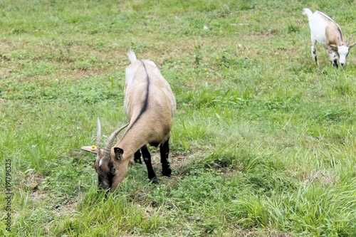 Curious happy goat grazing on a green grassy lawn. photo