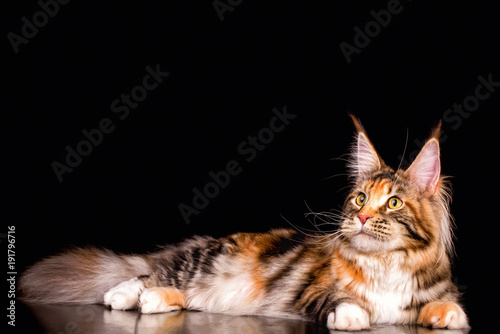 A big maine coon cat lying on the black background in a sudio, isolated.