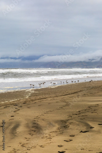 Canvas Print Birds on the Shoreline