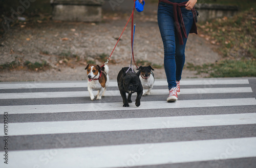 Dog walker crossing a street with dogs. 