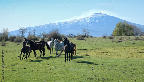 Wild Horses, On Background Etna Mount - Sicily © ollirg