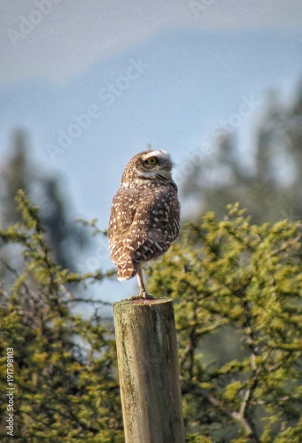 búho girando la cabeza