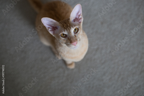 Photography Ginger peterbald purebred domestic cat big eats portrait