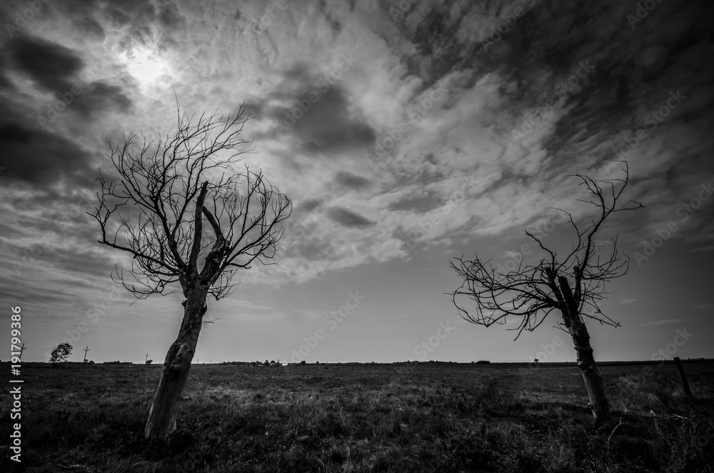 Obraz premium DEAD TREES REACHING TOWARD SKY B&W