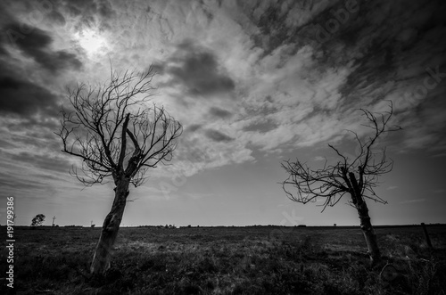 DEAD TREES REACHING TOWARD SKY B&W
