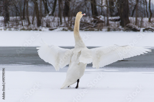 One white swan spreading wings on the frozen lake covered with snow