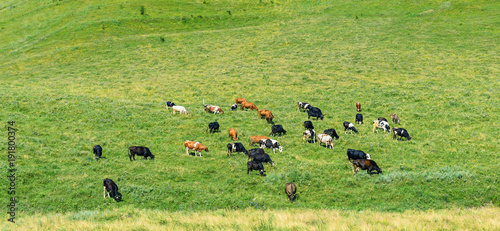 Herd of cows grazes on green spring pasture.
