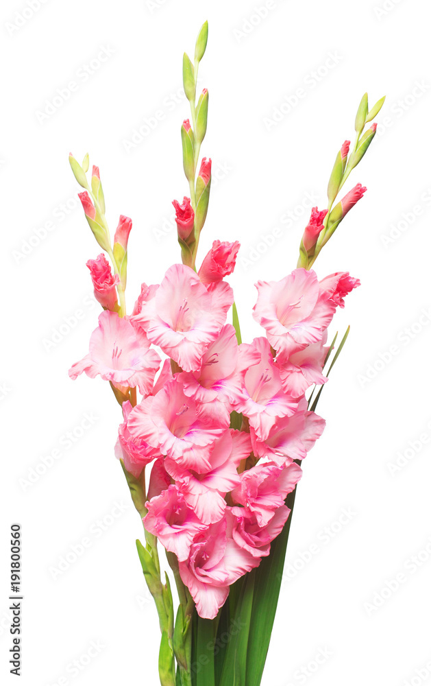 Poster Affiche Beautiful pink fashionable gladiolus flower isolated on white background 26.7x40 cm