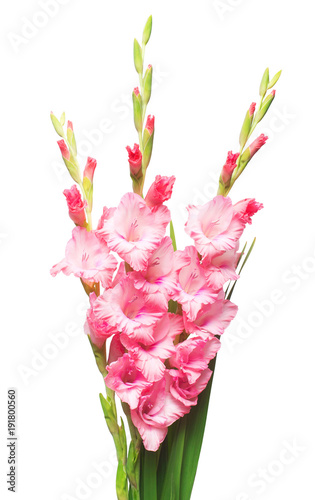 Fototapet Beautiful pink fashionable gladiolus flower isolated on white background