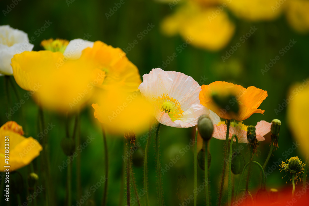 Obraz premium 淡いオレンジ色のポピー