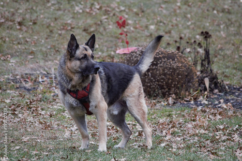 German Shepherd Poised to Go