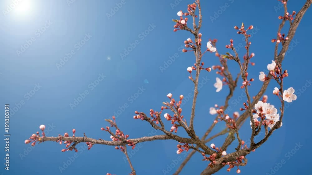 spring sakura pink flower blossoming branch