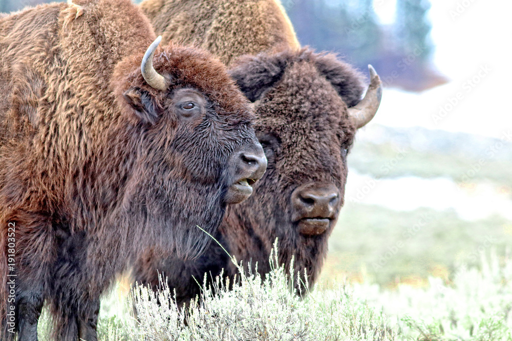 Bison bull and cow heads and shoulders Bison bull and cow heads and shoulders