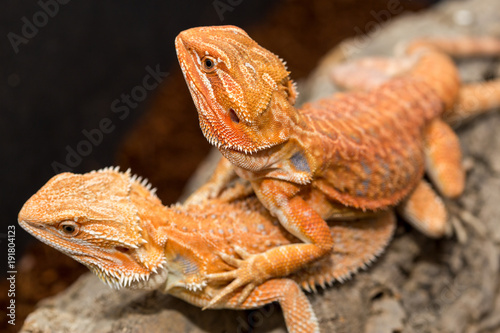 Obraz na plátně closeup of lizards macro photography
