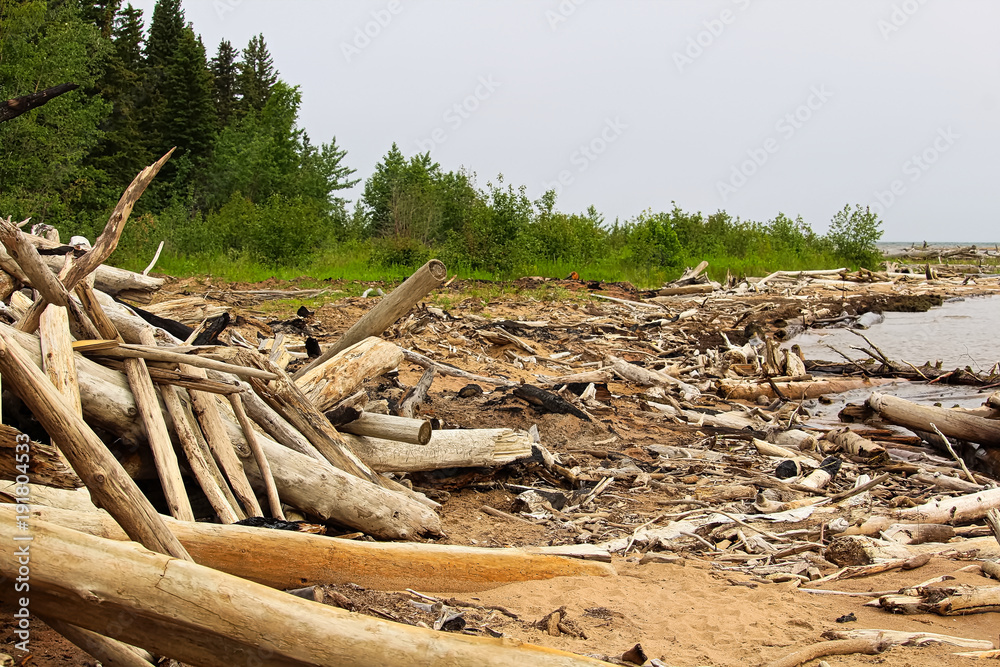 Burnt driftwood on the edge of a sandy shore Burnt driftwood on the edge of a sandy shore
