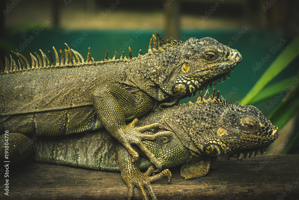 Iguana world Iguana world